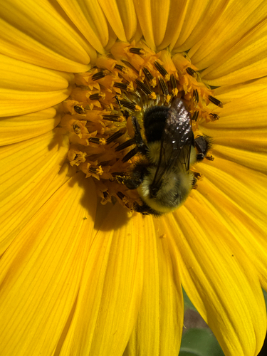 Common Eastern Bumble Bee