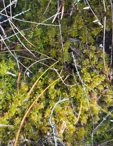 Sphagnum tenellum observed 2026-09-06