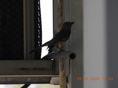 Myiarchus panamensis