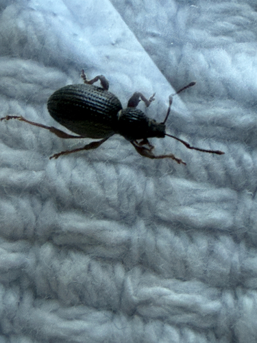 Strawberry Root Weevil