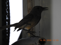 Myiarchus panamensis