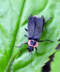 Atalantycha dentigera