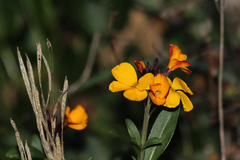 Angiospermae
