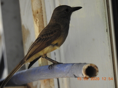 Myiarchus panamensis