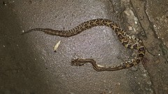 Crotalus simus