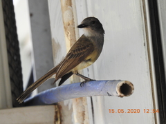 Myiarchus panamensis