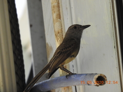 Myiarchus panamensis