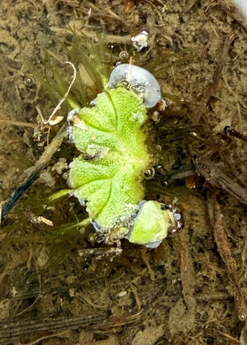 fringed heartwort