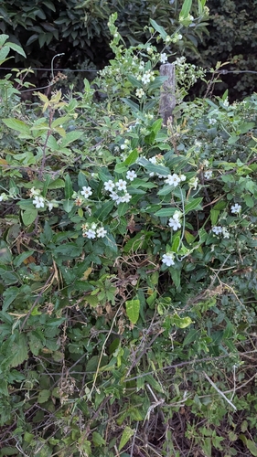 Moth Vine