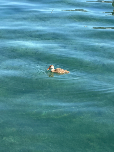 iNaturalist image