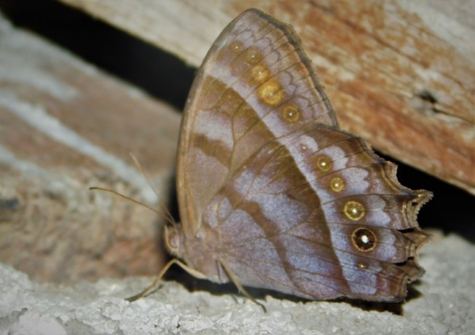 Uzza Satyr