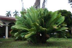 Dioon pectinatum