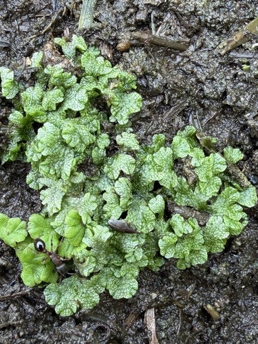 Pond Crystalwort