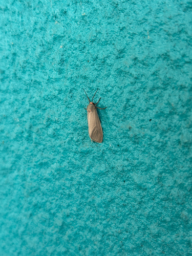 Mouse-colored Euchaetes