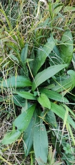 Cirsium pannonicum, photograph (c) Ondřej Křivan, some rights reserved (CC BY)