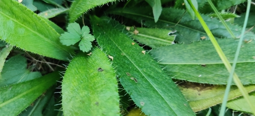 Cirsium pannonicum, photograph 3