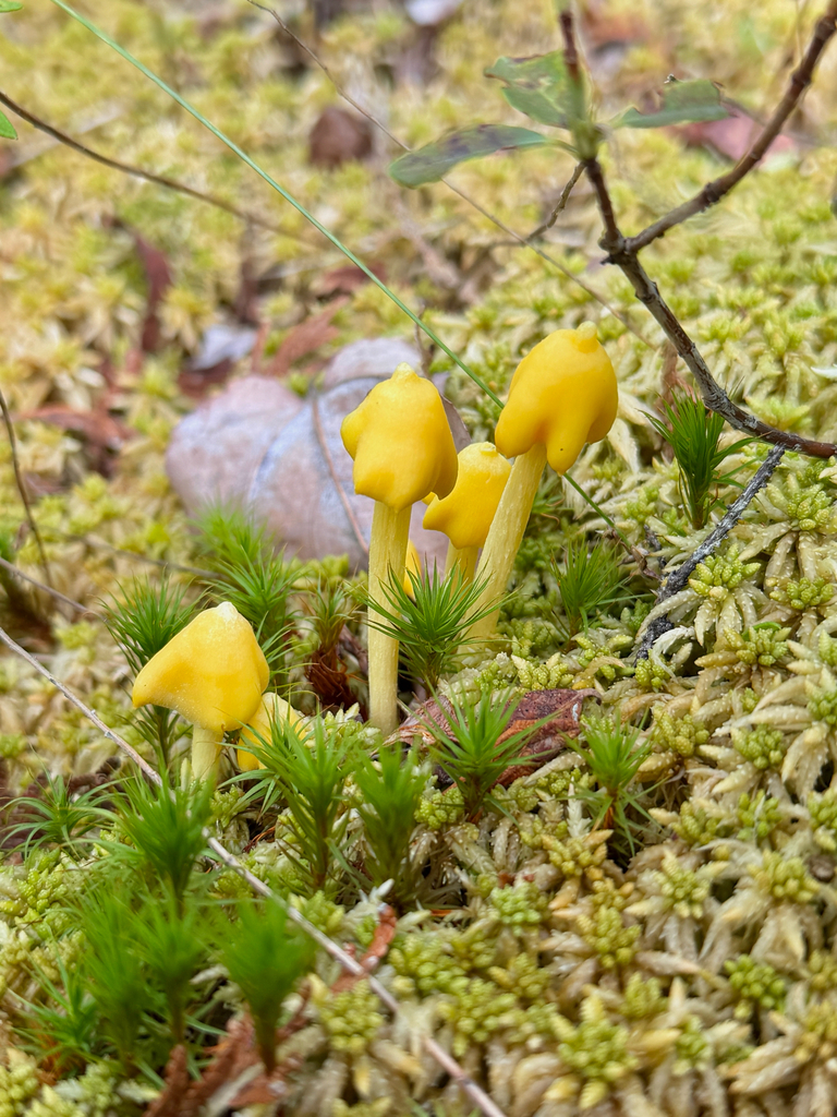 Yellow Unicorn Entoloma · September 2026 · photo: Photo: (c) Eli Talhouk, some rights reserved (CC BY) · iNaturalist