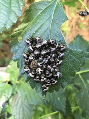 Orsilochides stictica