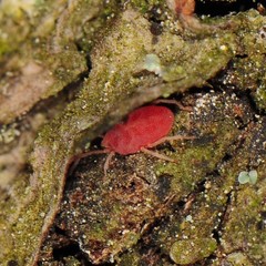 Smarididae