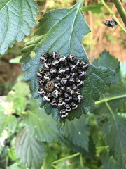 Orsilochides stictica