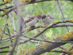 Passer montanus