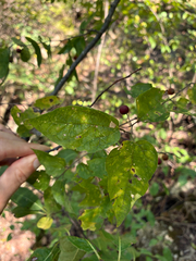 Celtis tenuifolia, photograph (c) Daniel J. Layton, some rights reserved (CC BY)