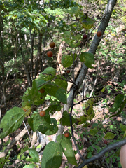 Celtis tenuifolia