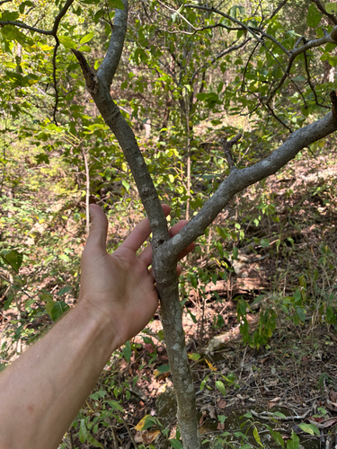 Celtis tenuifolia, photograph 2