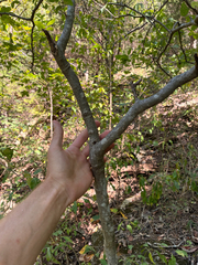 Celtis tenuifolia, photograph (c) Daniel J. Layton, some rights reserved (CC BY)