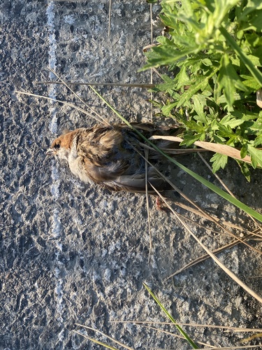 Eurasian Tree Sparrow