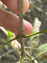 Fraxinus quadrangulata, photograph (c) Daniel J. Layton, some rights reserved (CC BY)