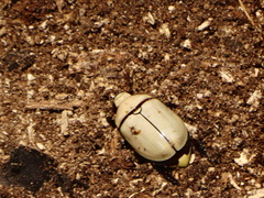 Macropoides crassipes