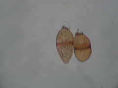 Puccinia liliacearum