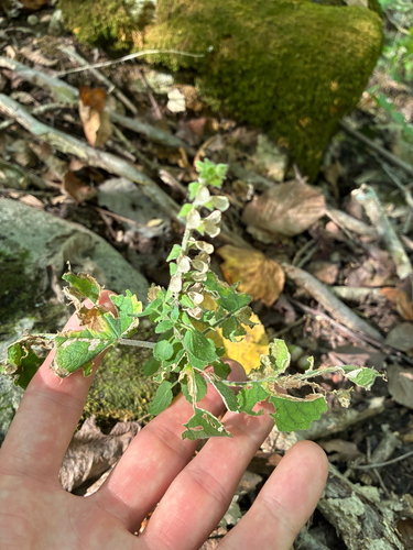 Scutellaria ovata, photograph 1