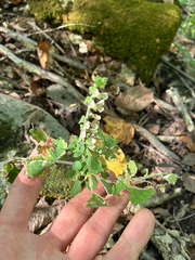 Scutellaria ovata