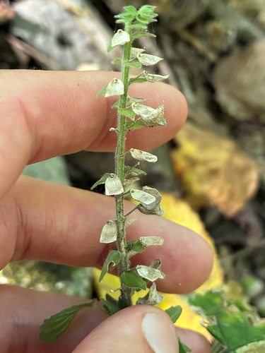 Scutellaria ovata, photograph 2