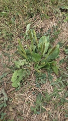 Plantago rugelii, photograph (c) Carter Ertel, some rights reserved (CC BY)