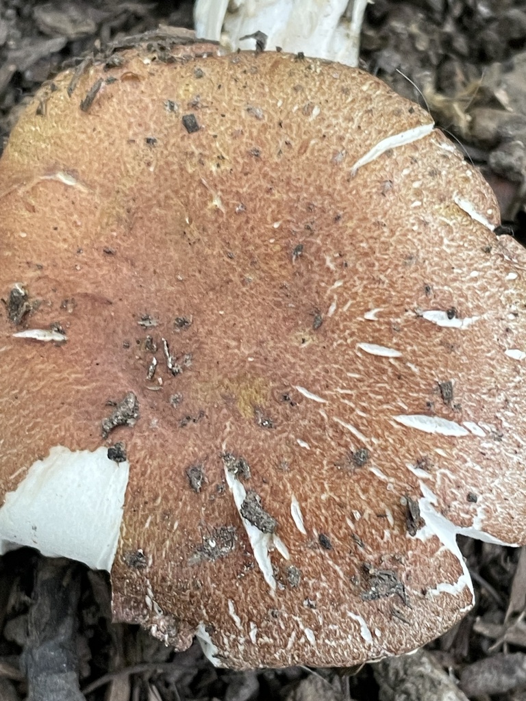Stropharia rugosoannulata lutea · September 2026 · photo: Photo: (c) Mical, some rights reserved (CC BY) · iNaturalist