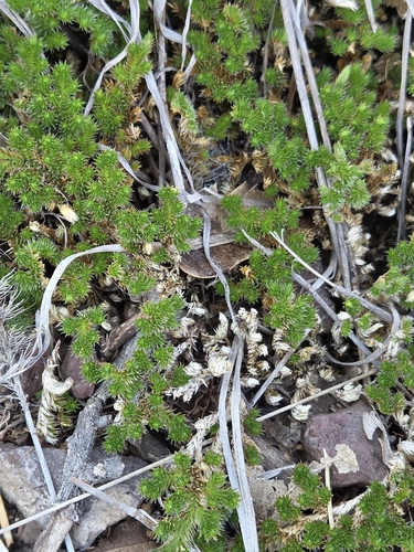 Peruvian Spikemoss