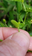 Ranunculus laxicaulis