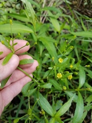 Ranunculus laxicaulis