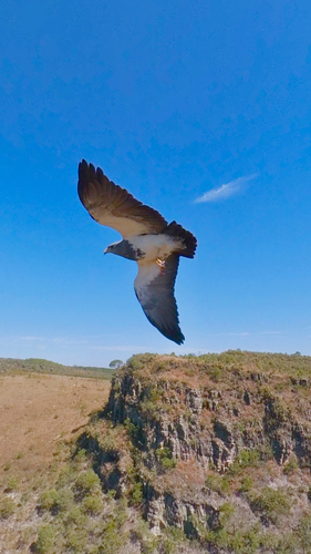 Black-chested Buzzard-Eagle