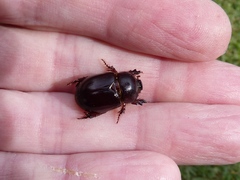 Temnorhynchus retusus