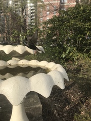 Sturnus vulgaris