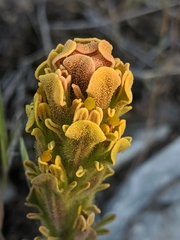 Castilleja cinerea