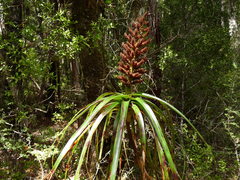 Dracophyllum elegantissimum