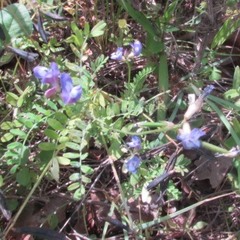 Vicia ludoviciana