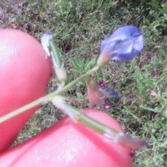 Vicia ludoviciana