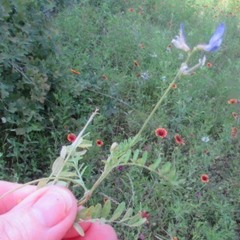 Vicia ludoviciana