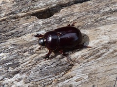 Temnorhynchus retusus